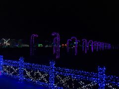 -枫林花海