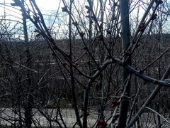 -新疆天山野生动物园