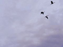 -哈尔滨北方森林动物园