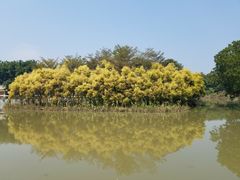 -大湾区中央湿地公园