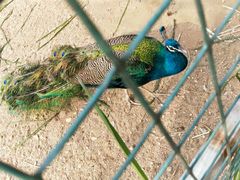 -广东茂名森林公园