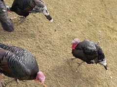 -前小桔亲子创意农场·草莓采摘·露营烧烤