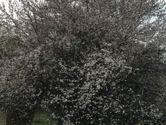 -武汉大学-樱园
