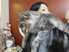-楼上猫咖(罗湖店)