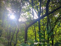 -阳台山森林公园