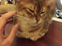 -猫色咖啡·猫咖