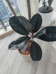 -HEYAN荷妍专业脱毛连锁机构