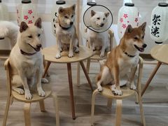 -柴迷FANS CLUB·柴犬狗咖·猫咖