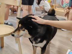 -柴迷FANS CLUB·柴犬狗咖·猫咖