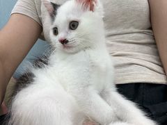 -纳吉亚猫专科动物诊疗中心(蒋宅口分院)