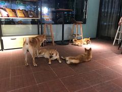 -柴犬高等学院·狗咖·柴犬售卖·宠物训练