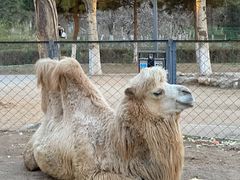 -长白岛森林公园