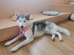-Husky Go! 哈士奇体验馆·宠物咖啡厅狗咖