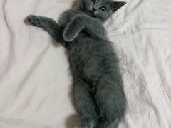 -中农大我爱我爱动物医院·核磁CT·猫病·24小时夜诊中心(石佛营店)