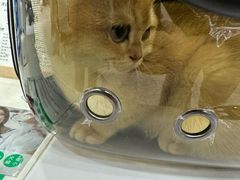 -四月宠物医院·猫专科·心脏专科·内科(转塘店)