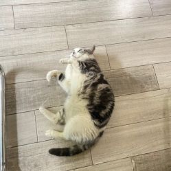-荔刺青纹身·手穿孔饰品