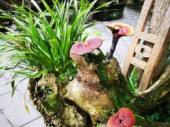 门面-青城甲(青城山店)