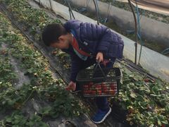 -喜杨洋草莓采摘园