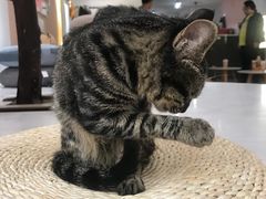 -浣熊柯尔鸭土拨鼠·电玩咖
