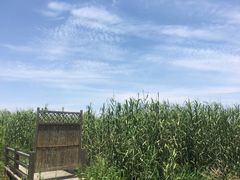 -同里国家湿地公园