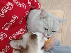 -李小姐の猫咖啡馆(五角场店)