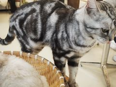 -共舞时光猫咖·狗咖(新街口店)