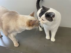 -Cappucimeow猫咪咖啡馆(韦伯时代店)