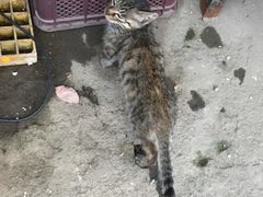 -蟹道河蟹大米商行