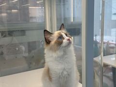 -翊宠yipet猫狗购宠庄园犬舍•猫舍