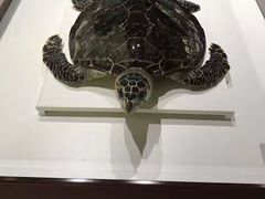-青岛贝壳博物馆