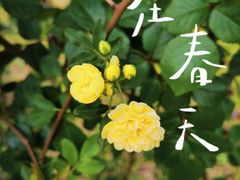 -顾村公园