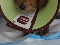 -仁华宠物医院(青羊店)