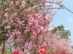 -天适樱花悠乐园