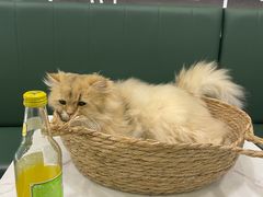 -安格丽娜·狗咖·猫咖羊驼咖(春熙路百盛商场店)