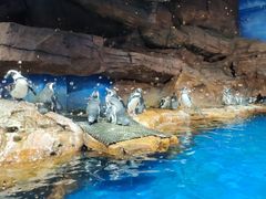 -海合安武汉极地海洋公园