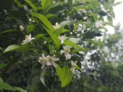 -樱桃山旅游景区