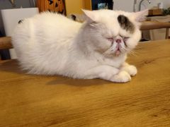-平行世界·猫咖(首经贸店)