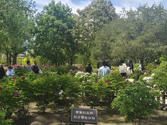-莲花池公园