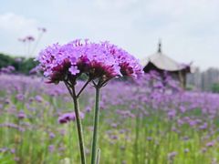 -杭州城北体育公园