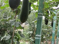 -东方巨龟苑景区