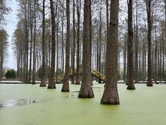 -渌洋湖湿地公园
