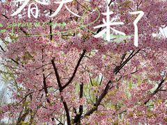 -顾村公园