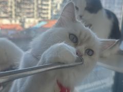 -怪兽屋·羊驼·猫咖·狗咖(俊华广场店)