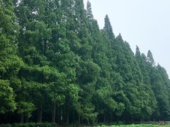 -五七小李子油焖大虾(总店)