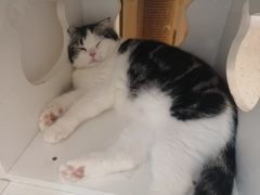 -猫域·湾主题猫咖·宠物吧(南坪城市广场店)