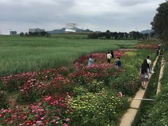 -光明小镇欢乐田园