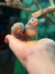 点击看大图 -Zoolung Zoolung动物主题公园(海信广场店)