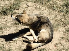 -鄂尔多斯野生动物园