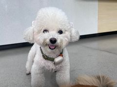 -凯瑞希宠物医院·狂犬免疫·微创·皮肤科