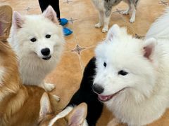 -Let's go狗咖·猫咖·奶狗·桌游(春熙路IFS店)